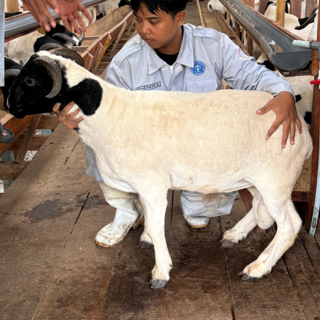 Premium Cross & Garut