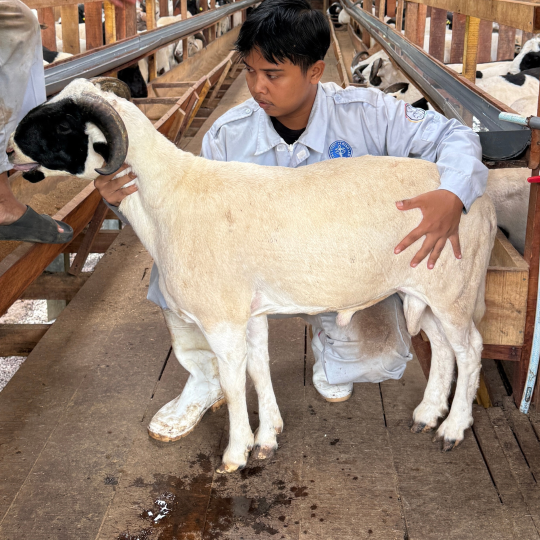 Premium Cross & Garut