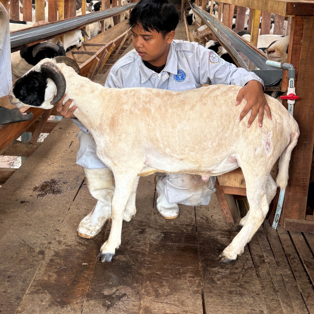Premium Cross & Garut