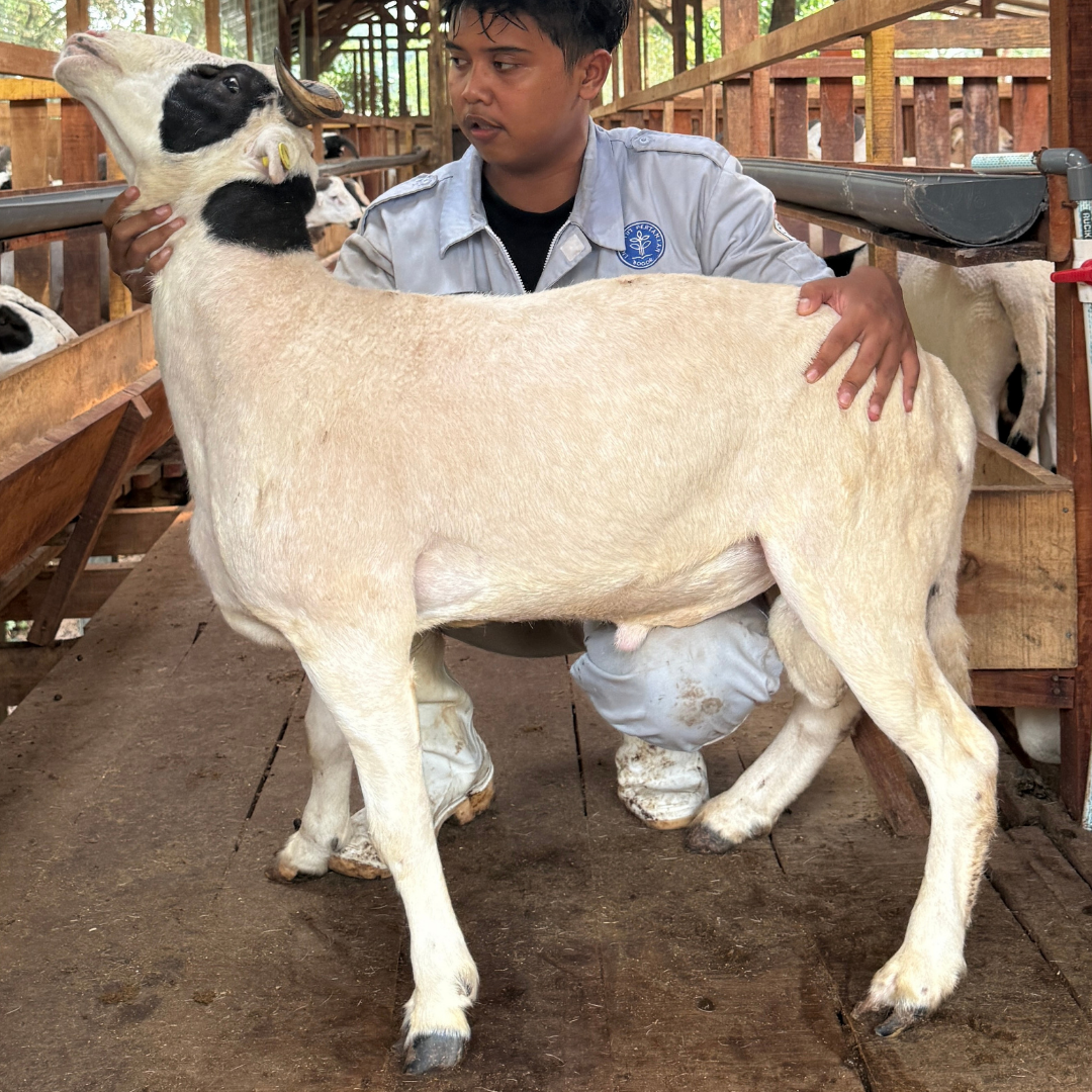 Istimewa Cross