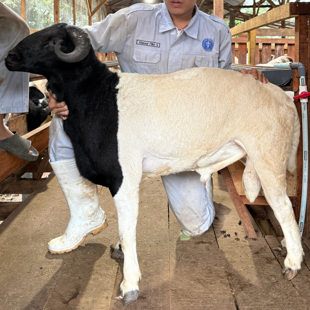 Istimewa Cross