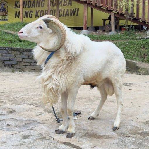 Istimewa Garut