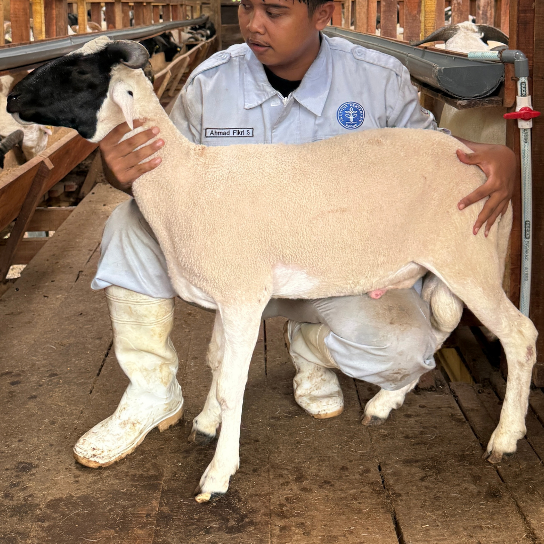 Premium Cross & Garut