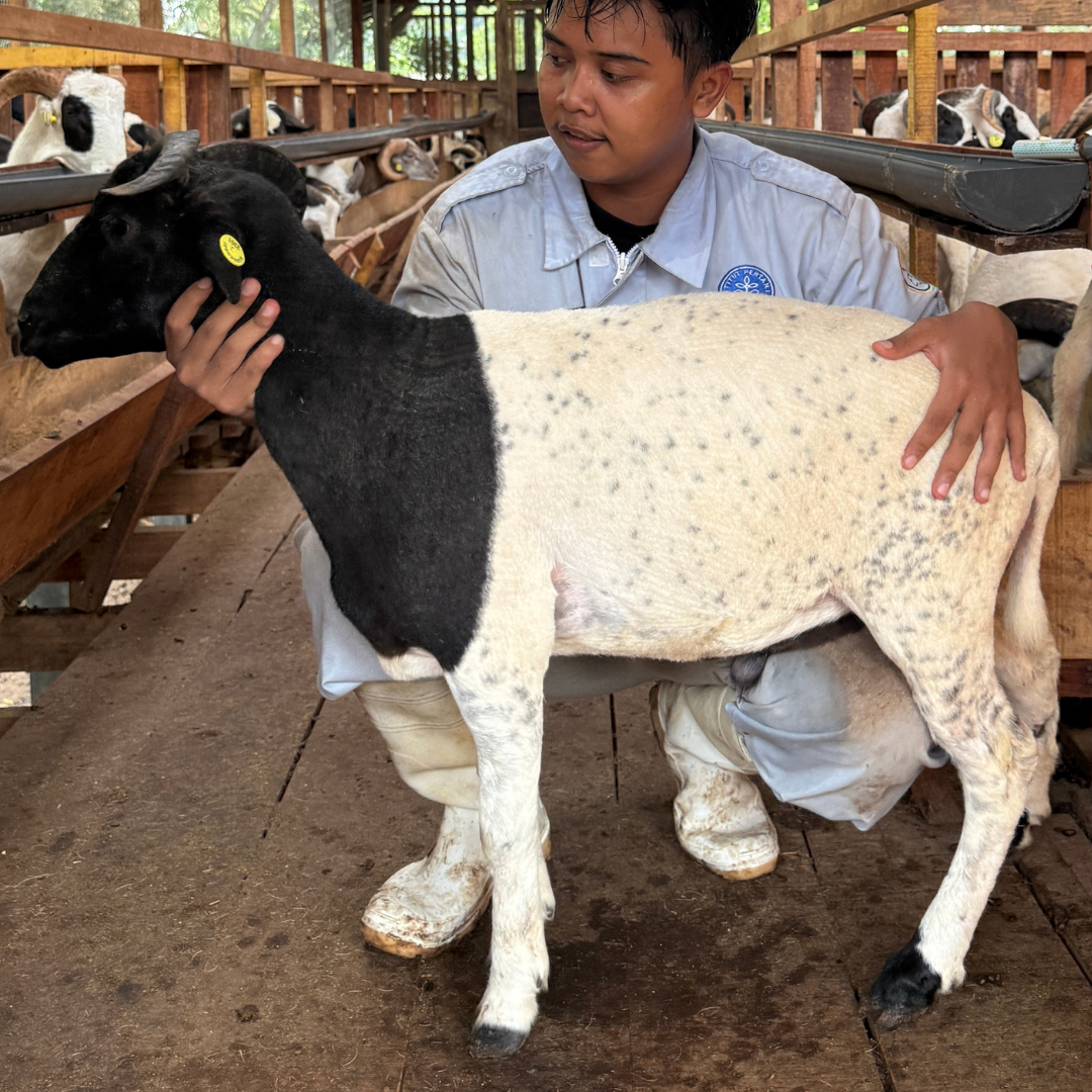Premium Cross & Garut