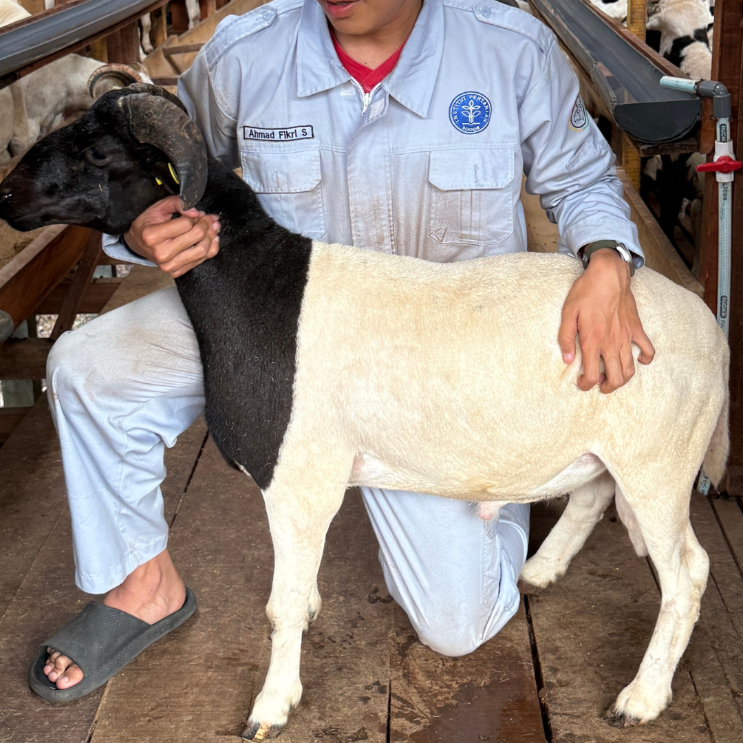 Premium Cross & Garut