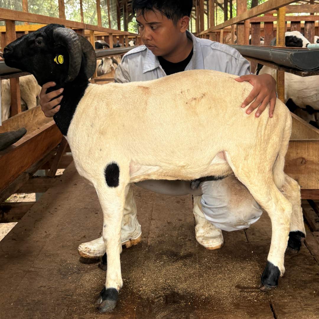 Premium Cross & Garut