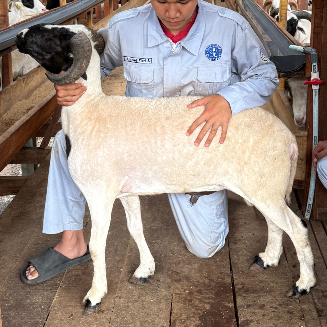 Premium Cross & Garut