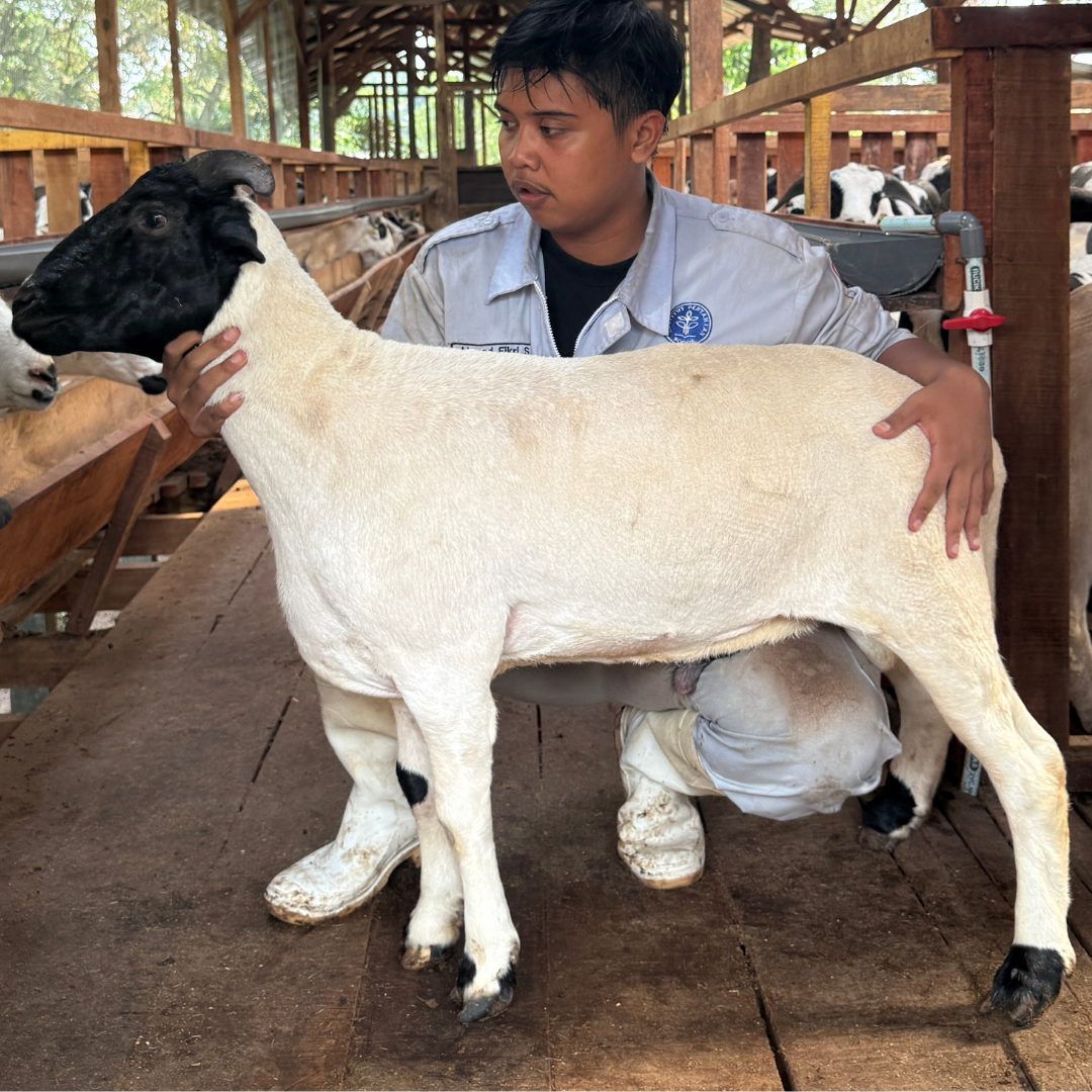 Premium Cross & Garut