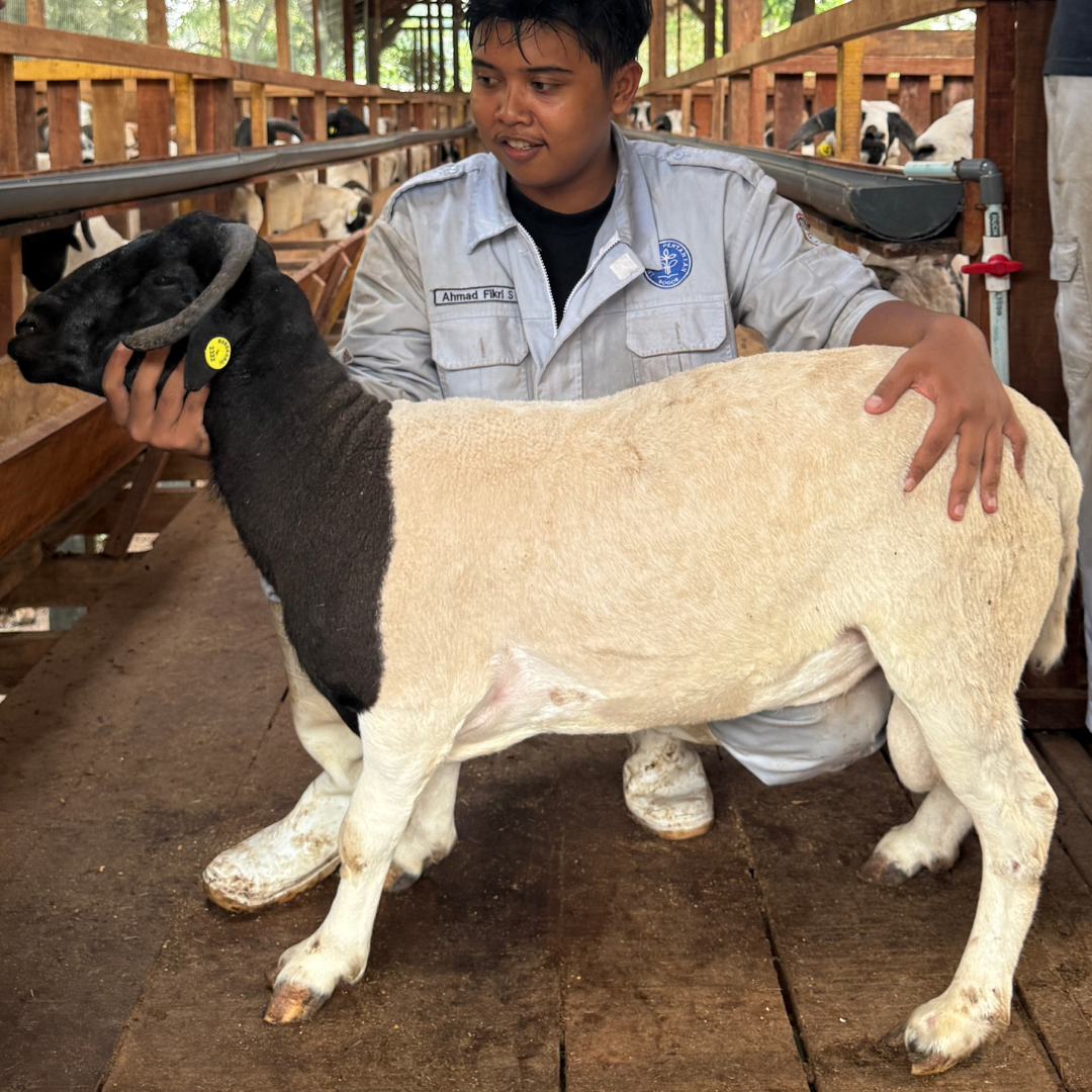 Premium Cross & Garut