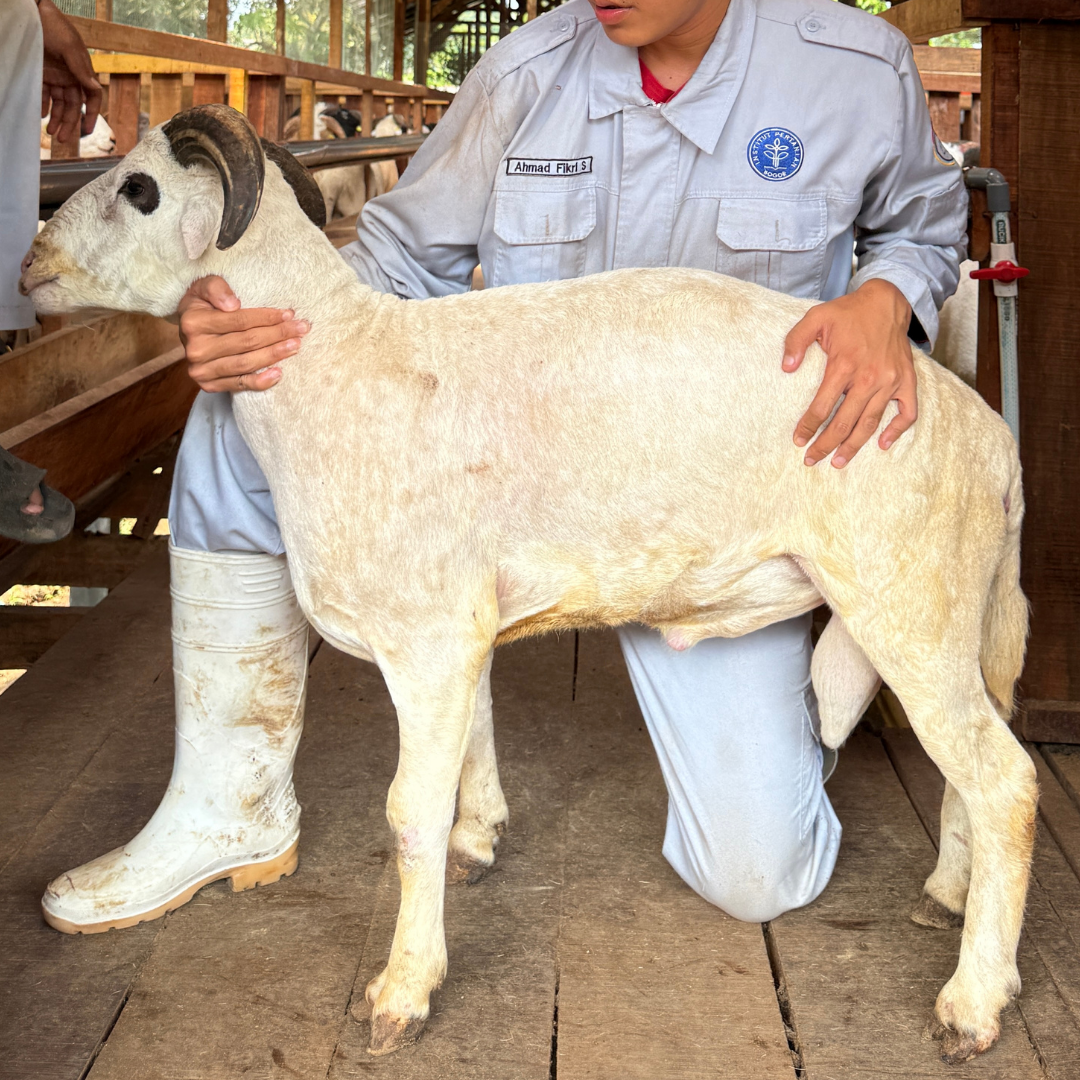 Premium Cross & Garut