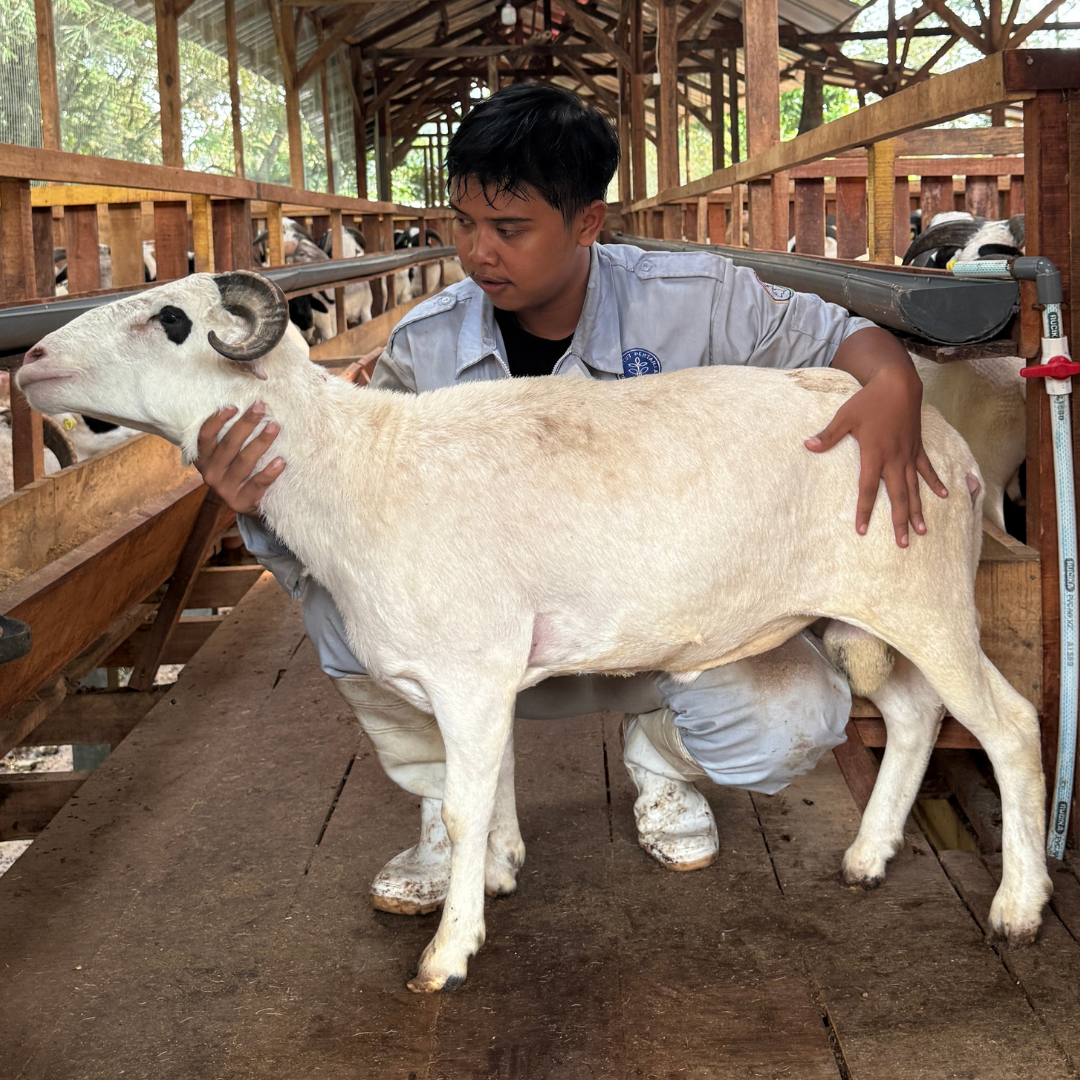 Premium Cross & Garut
