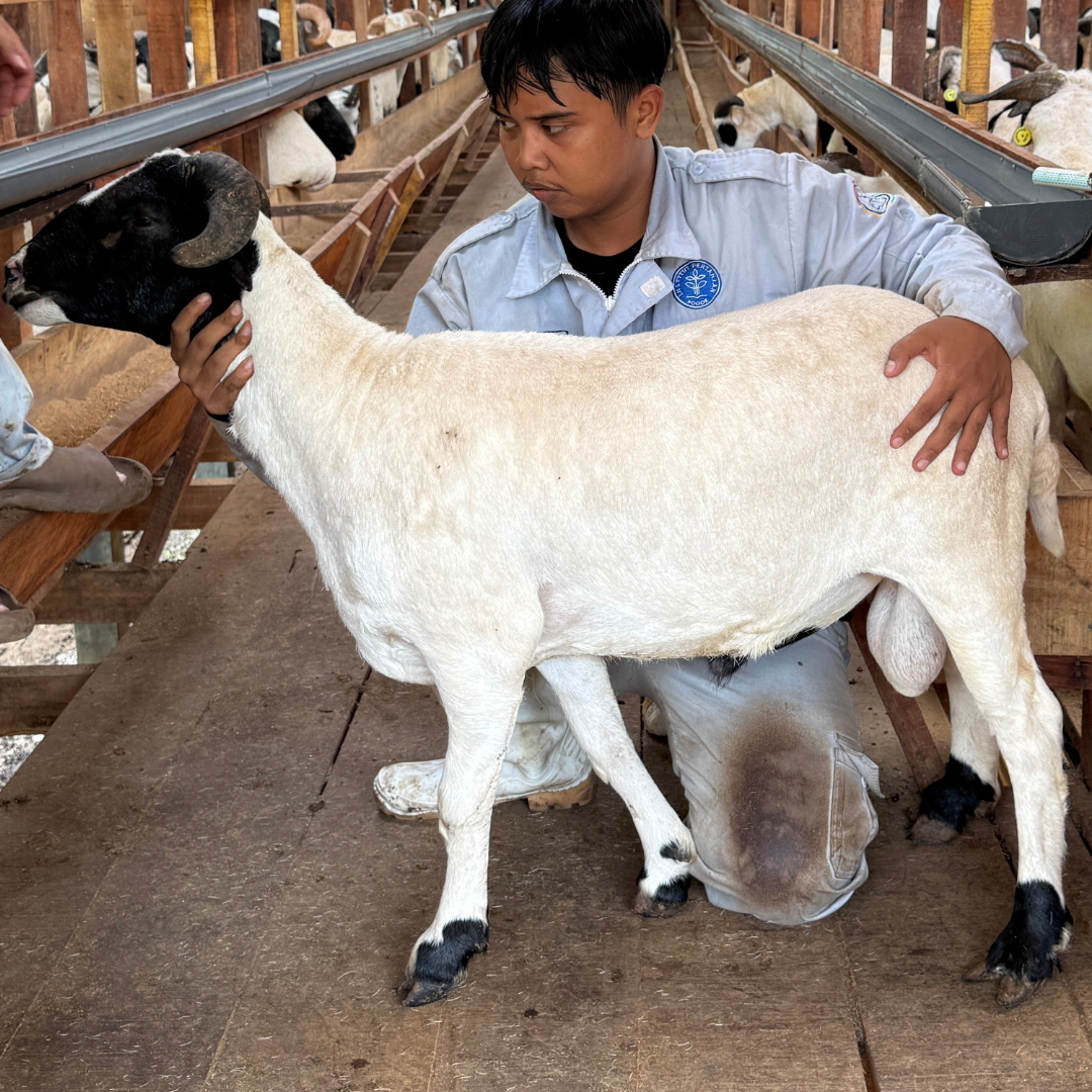 Premium Cross & Garut