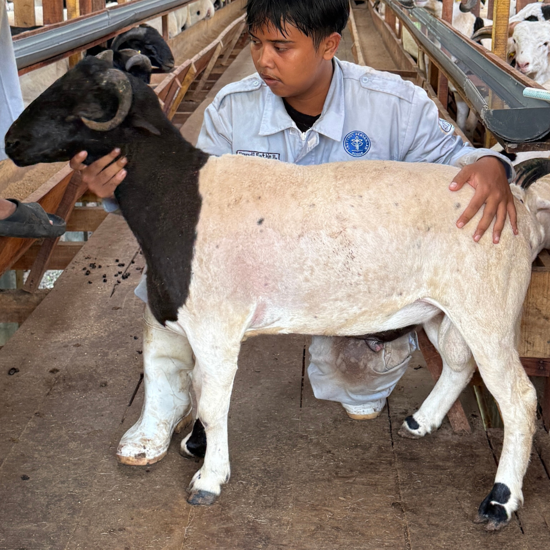 Premium Cross & Garut
