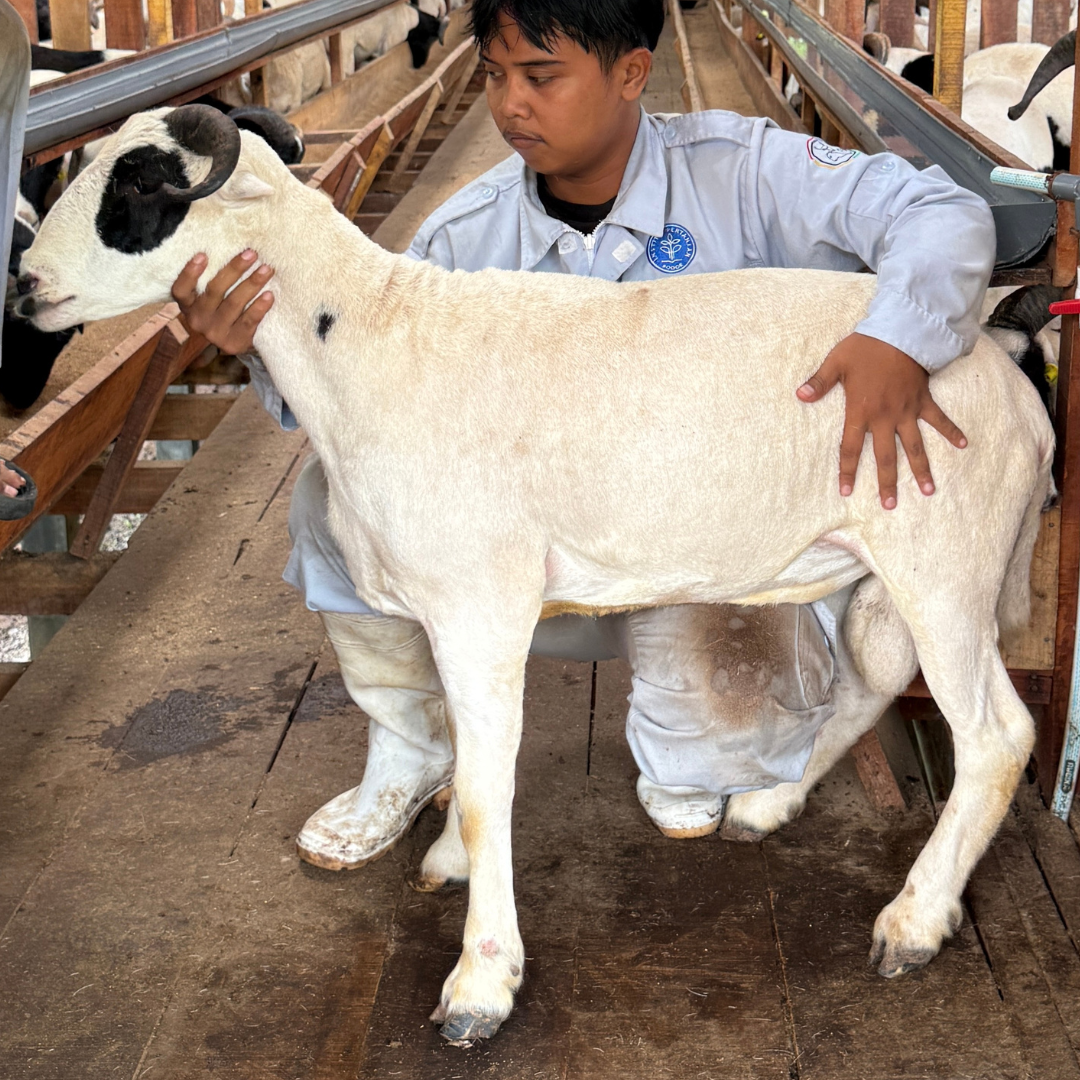 Premium Cross & Garut
