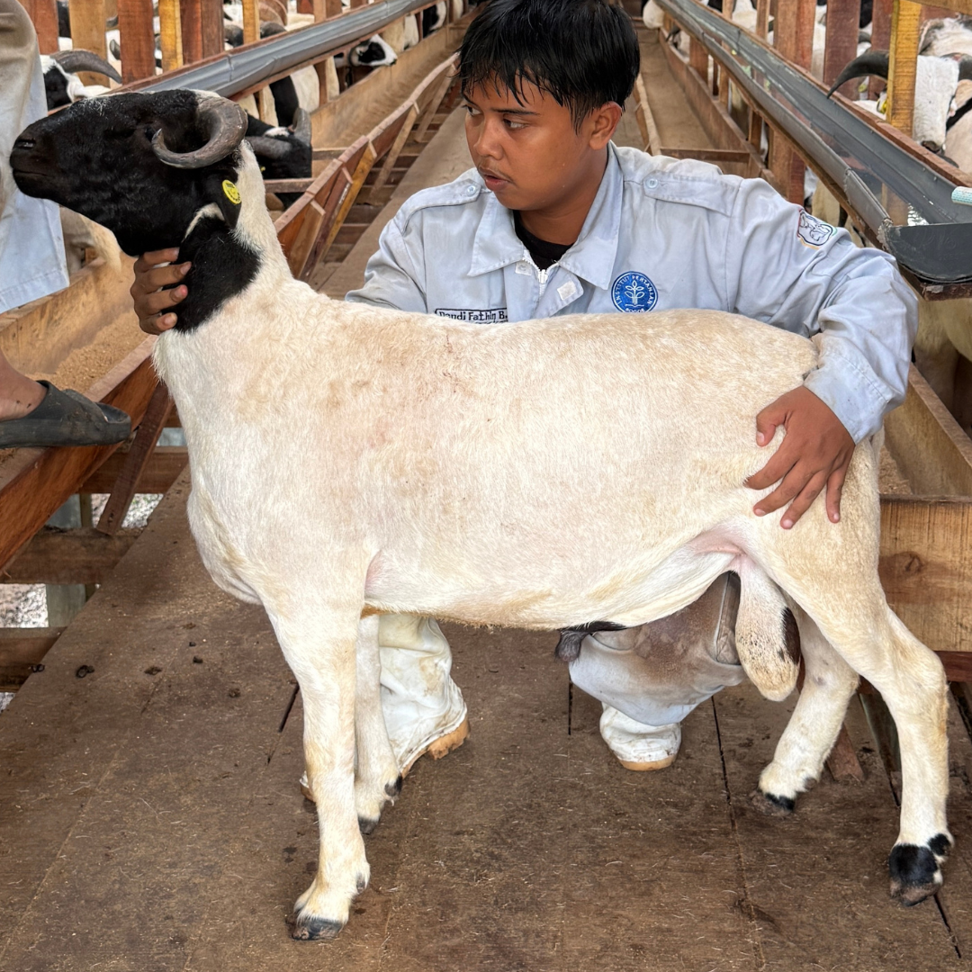Premium Cross & Garut