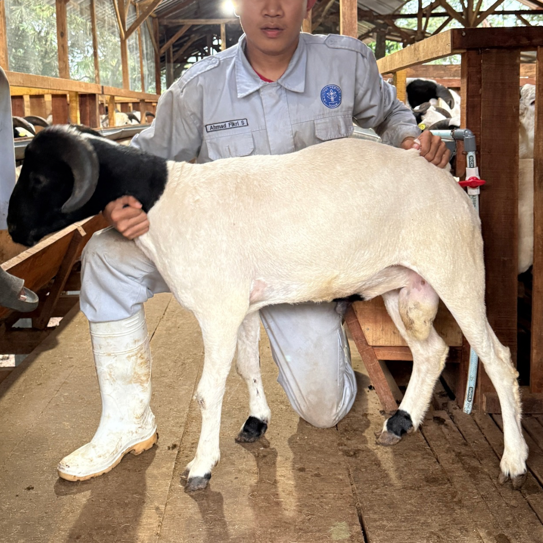 Premium Cross & Garut